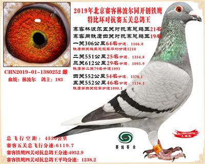19北京賽客林波爾同鐵鷹1.25萬羽對抗賽總鴿王21名