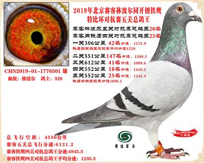 19北京賽客林波爾同鐵鷹1.25萬羽對抗賽總鴿王20名
