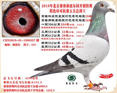 19北京賽客林波爾同鐵鷹1.25萬羽對抗賽總鴿王19名