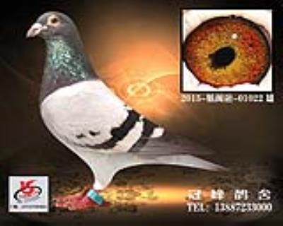 600公里13名