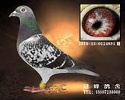 600公里普賽冠軍