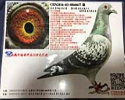蓋比魯迪兄弟作出