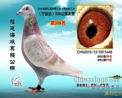 海峽公棚決賽388名