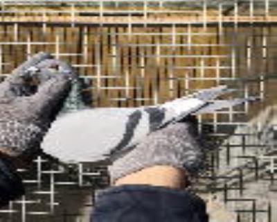 【波西瓦小飛戈】