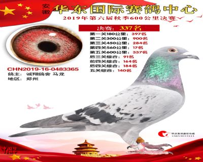 华东337