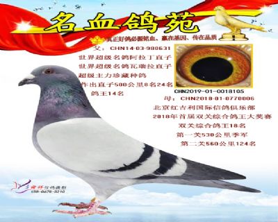 高级成绩鸽直子