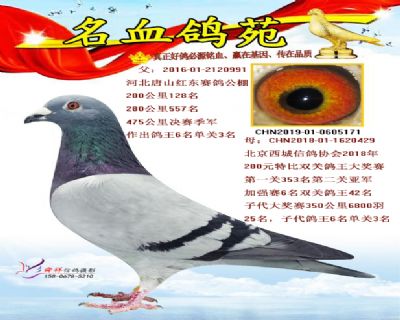 高级成绩鸽直子