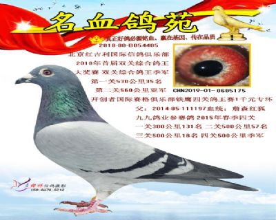 高级成绩鸽直子