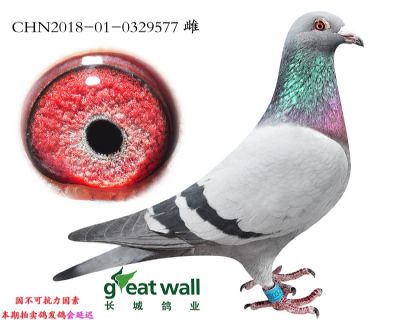 1.麦克斯孙代.0329577