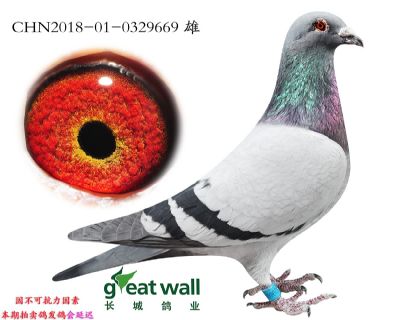 2.速霸龙x考夫曼.0329669