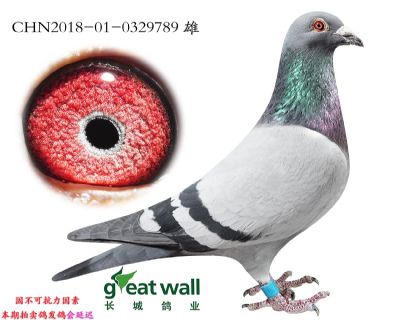 3.修长莫子代.0329789
