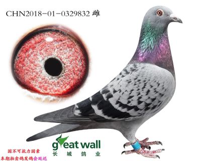 4.麦根图子代.0329832