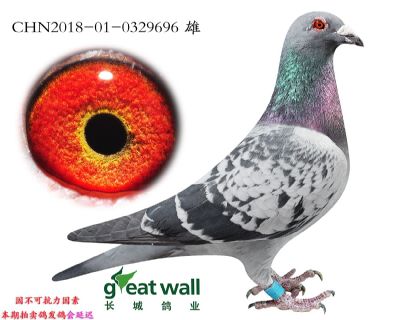5.零缺陷x奶酪血系.0329696
