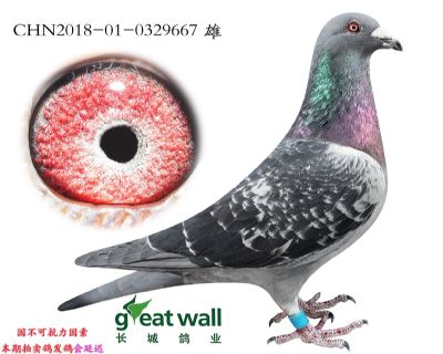 6.新福雷迪孙代.0329667
