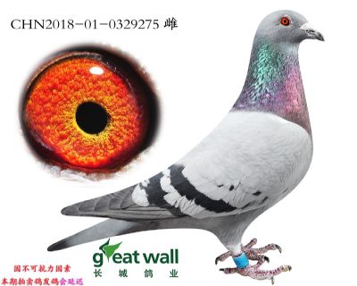 9.新福雷迪孙代.0329275