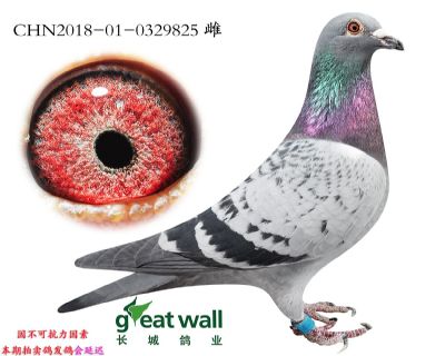 11.伯爵子代.0329825
