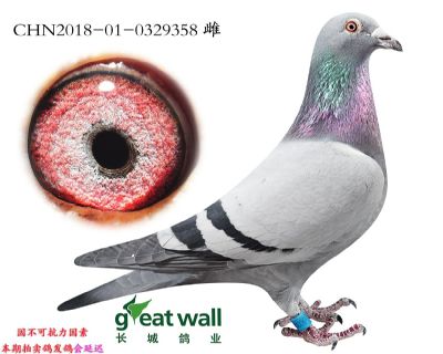 12.百鸽一关冠军子代.0329358