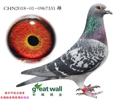 13.安德烈子代.0967331
