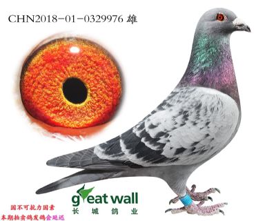 14.幻想福雷迪直子.0329976