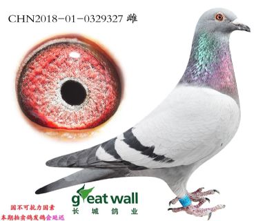 15.开创鸽王冠军半弟做出.0329327