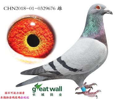 16.图尔斯帅哥孙代.0329676