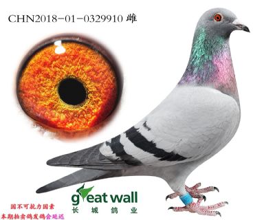 17.贝罗尼奶酪子代.0329910