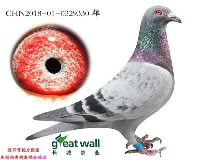 18.新哈利孙代.0329330
