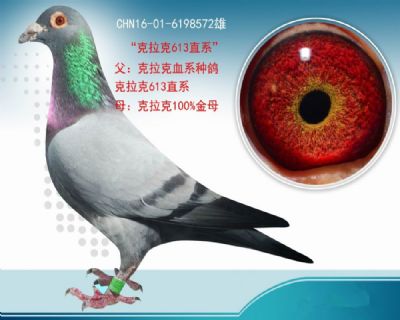 克拉克613血系