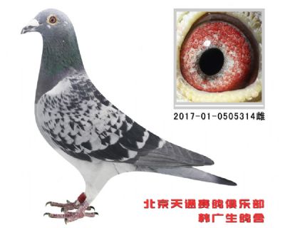海淀550公里78名 引进种鸽