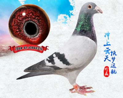 引进 老胡本 发挥四代