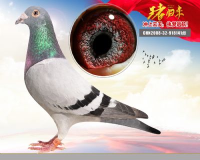 胡本金翼号原棚 子代 北京爱亚卡普决赛64名