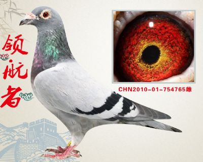 胡本年轻艺术家 作出冠亚军多羽