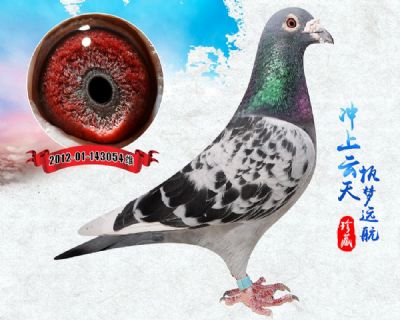 詹森019特留种鸽 做出1羽鸽王
