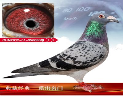首信公棚26名平辈 詹森019