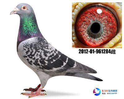 马克罗森斯凯撒大帝近亲