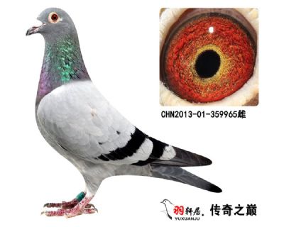 胡本年轻艺术家 作出500公里9名,26名,38名