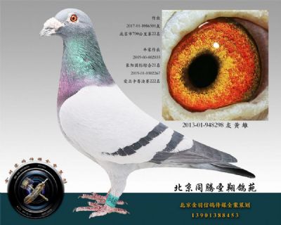 高价引进种鸽 灰 黄 雄