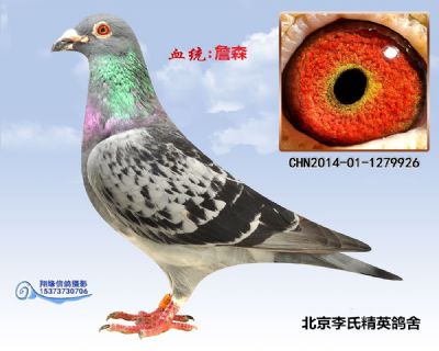 现役种雄