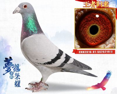 英格斯178 子代花乡公棚25名