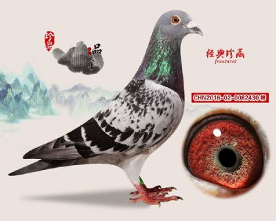 【推荐】 詹森小火箭