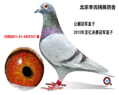 京亿公棚决赛冠军直子