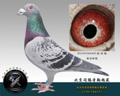 高价引进种鸽 斑 砂 雄