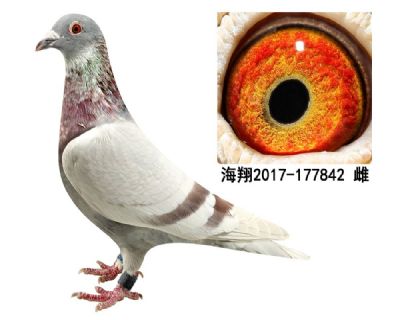 引进海翔【桑杰士】