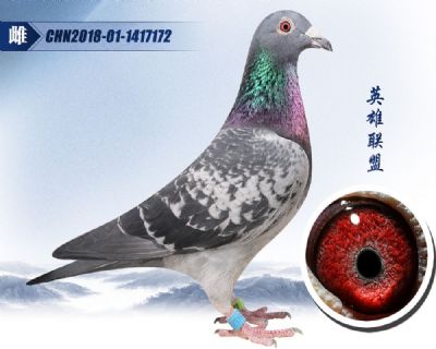 经典种鸽 詹森019