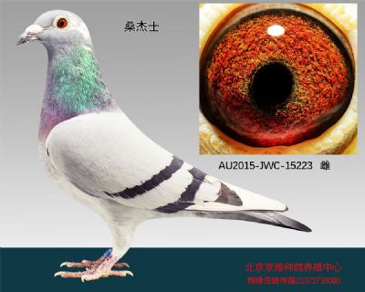 983949 "桑杰士"-15223 展厅:北京京维种鸽养殖中心 ￥0元  ￥ 1,500