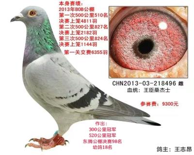 BOB獲獎鴿冠軍母親