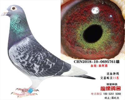 楊阿騰種鴿15