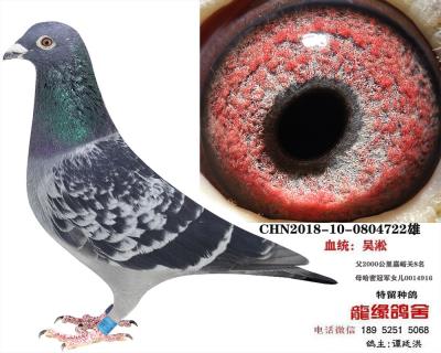吳淞種鴿1