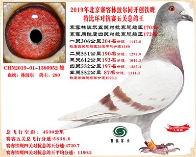19北京赛客林波尔同铁鹰1.25万羽对抗四总鸽王170名
