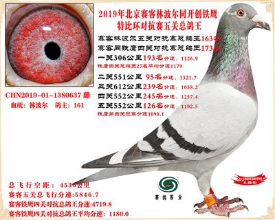 19北京赛客林波尔同铁鹰1.25万羽对抗四总鸽王163名